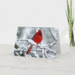 Hübscher roter Kardinal in der Schneekarte Karte