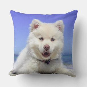 Hübscher Samojede Hund Kissen