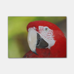 Hübscher ScarletMacaw Post-it Klebezettel