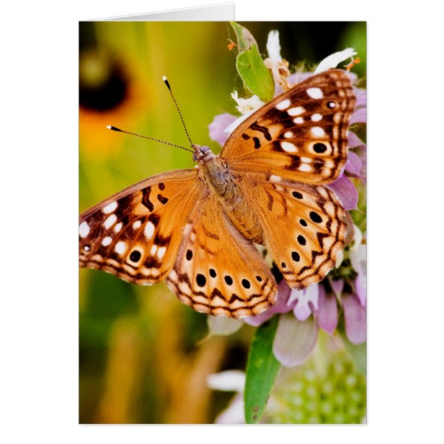 Hübscher Schmetterling (Vorne)