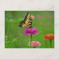 Hübscher Schmetterling auf Einladung von Zinnia