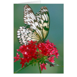 Hübscher Schmetterling auf Hübscher Blume