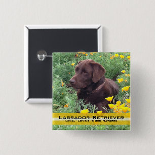 Hübscher Schokoladen-Labrador im Button