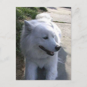 Hübscher süßer weißer Samoyed Hund Postkarte