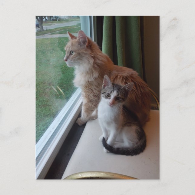 Hübscher Tag am Fenster Postkarte (Vorderseite)