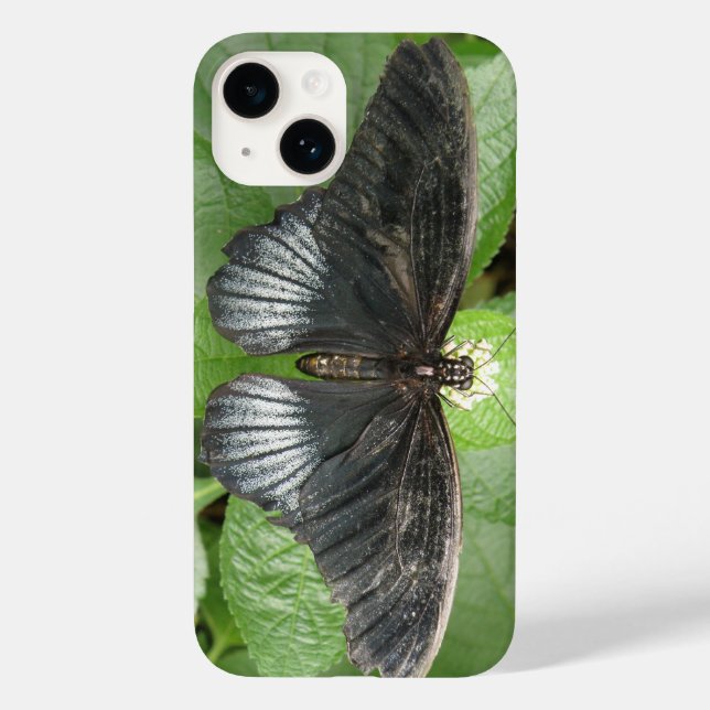 Hübscher Tropenschmetterling und Blume Case-Mate iPhone Hülle (Rückseite)