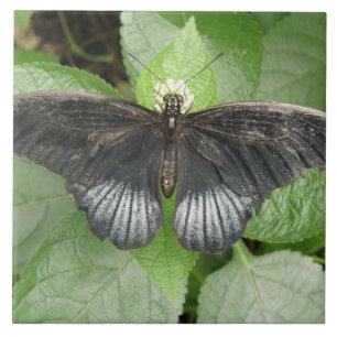 Hübscher Tropenschmetterling und Blume Fliese