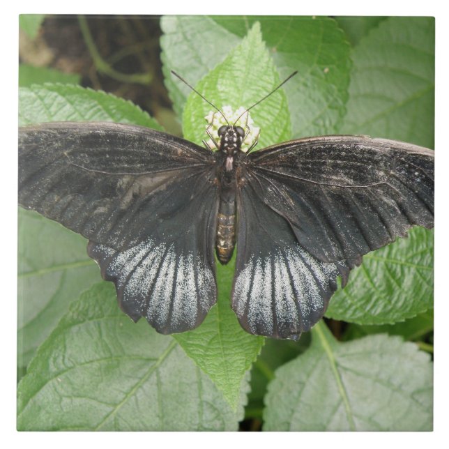 Hübscher Tropenschmetterling und Blume Fliese (Vorderseite)