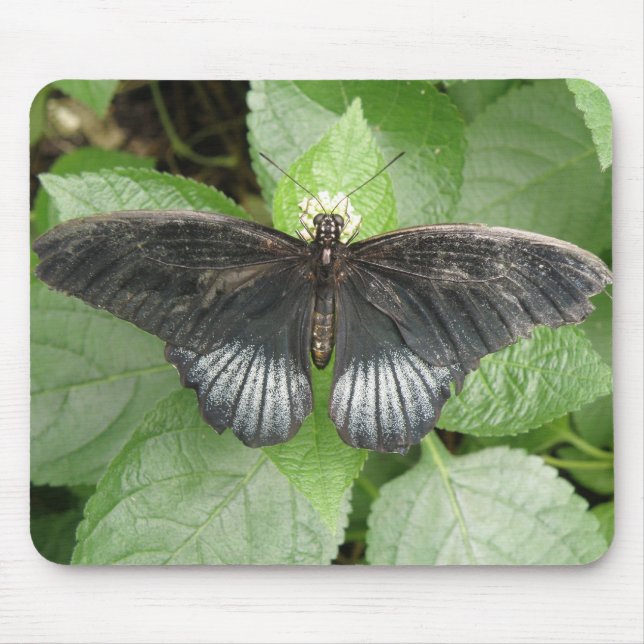 Hübscher Tropenschmetterling und Blume Mousepad (Vorne)