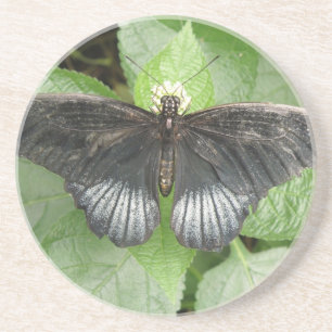 Hübscher Tropenschmetterling und Blume Untersetzer