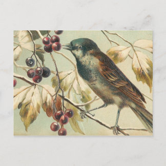 Hübscher Vintager Bird Postkarte