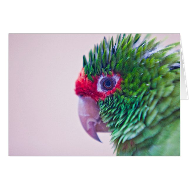 Hübscher Vogel in Ollantaytambo (Vorderseite (Horizontal))