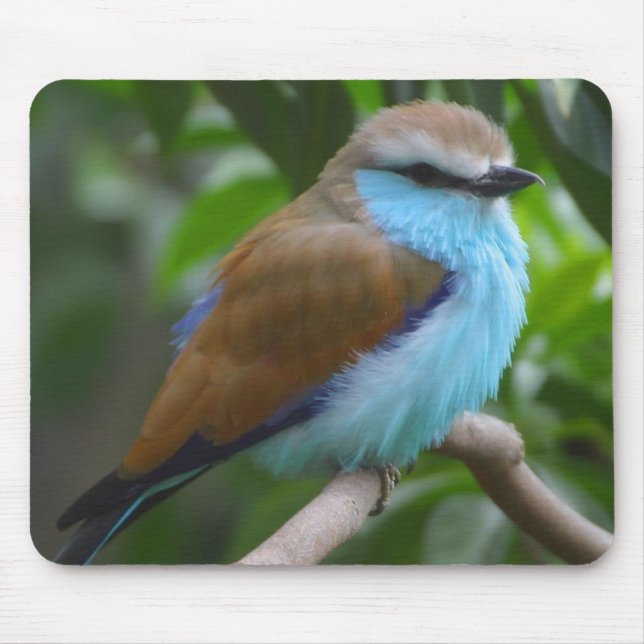 Hübscher Vogel Mousepad (Vorne)