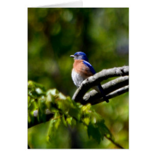 Hübscher Vogel! Senden Sie ein Lächeln