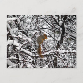 Hübscher Weißschneebaum Postkarte