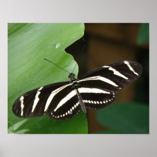 Hübscher Zebra-Langflügel-Schmetterlingsdruck Poster