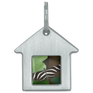 Hübscher Zebra-Langwing-Schmetterling-Tag Tiermarke
