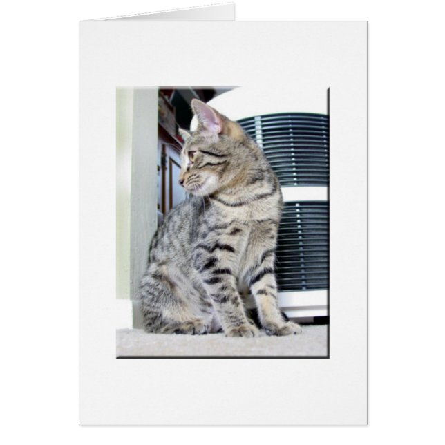 Hübsches Bengalisches Baby (Vorne)