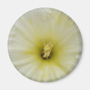 Hübsches blass-daffodisches Magnet