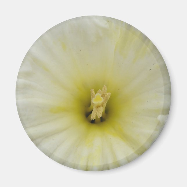 Hübsches blass-daffodisches Magnet (Vorne)