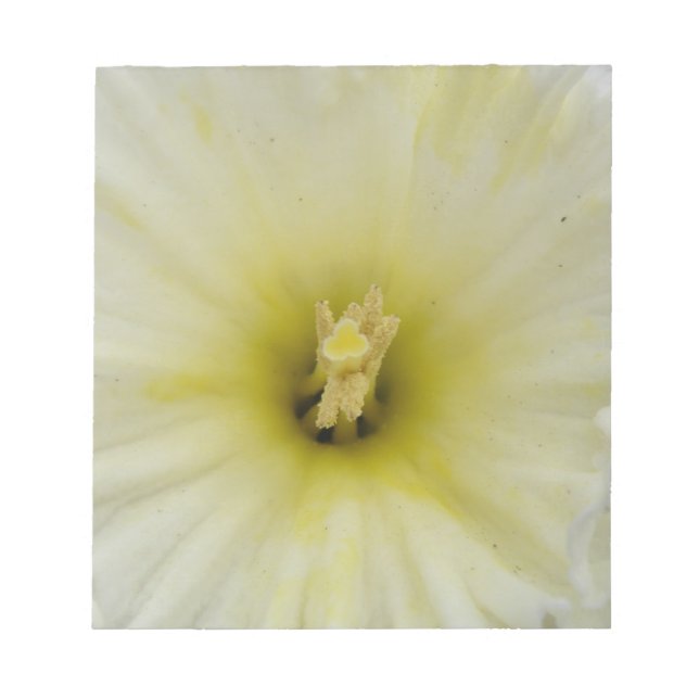 Hübsches, blass gefärbtes Daffodil Notepad Notizblock (Vorderseite)