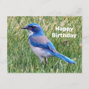 Hübsches Blaues Häher-Vogel-Foto Geburtstag Postkarte