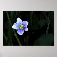 Hübsches Blaues Violett Wilde Blume im Naturschutz