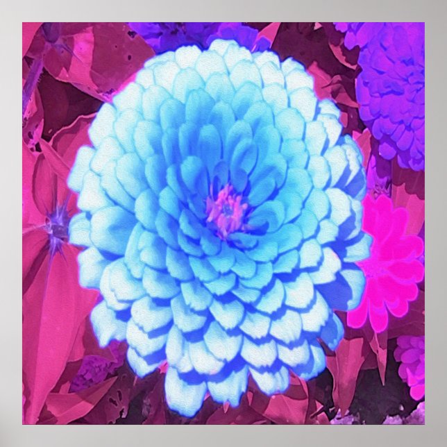 Hübsches blaues Zinnia im Lila Sommergarten Poster (Vorne)