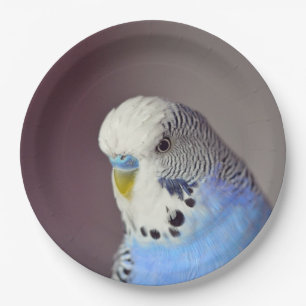 Hübsches Blue Budgie Foto Papierplatte Pappteller