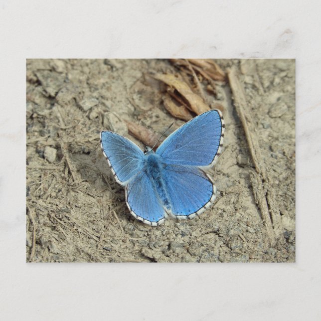 Hübsches Blue Butterfly-Foto Postkarte (Vorderseite)