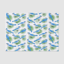 Hübsches Blue Jays in den einzigartigen Vögeln des