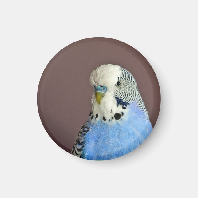 Hübsches Blue Parakeet Foto Magnet (Vorne)