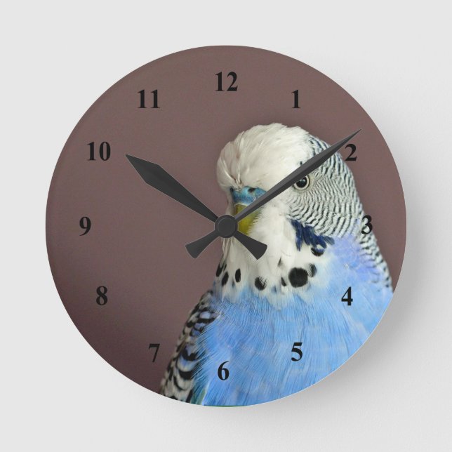 Hübsches Blue Parakeet Foto Runde Wanduhr (Vorderseite)