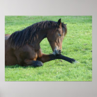 Hübsches braunes Pferd im Gras