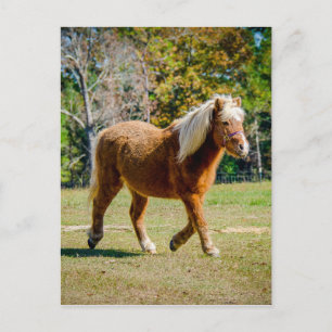 Hübsches die Shetlandinseln-Pony Postkarte