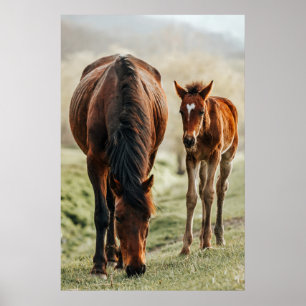 Hübsches Foto Poster