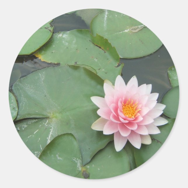 Hübsches Foto von Pink und Green Lily Pad Runder Aufkleber (Vorderseite)
