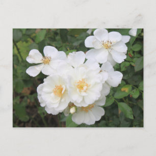 Hübsches Foto Weißrosen Postkarte