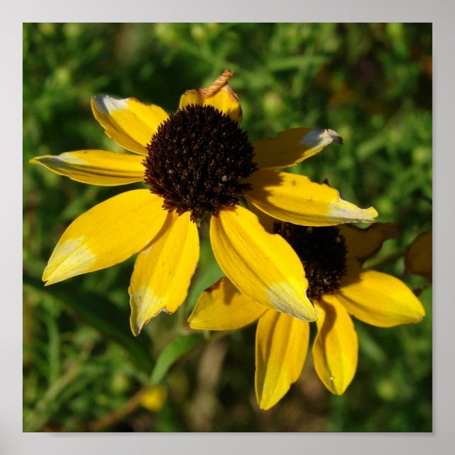 Hübsches Gelbblütenviertel Poster (Vorne)