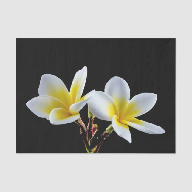 Hübsches Gelbes Plumeria Floral Foto Seidenpapier (Vorderseite)