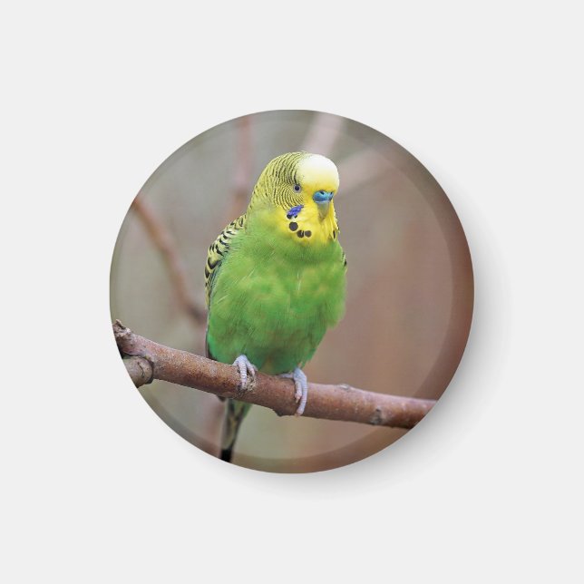 Hübsches Green Budgie Foto Magnet (Vorne)