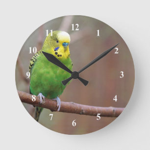 Hübsches Green Budgie Foto Runde Wanduhr