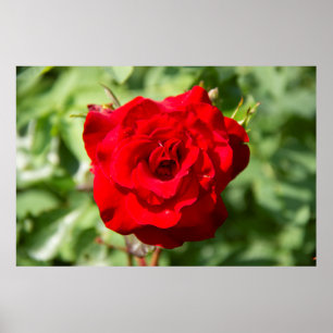 Hübsches großes rotes Rosenfoto Poster