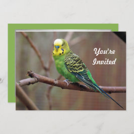 Hübsches grünes Parakeet Foto Geburtstag Einladung