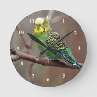 Hübsches grünes Paraket-Foto