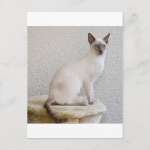 Hübsches Kätzchen Postkarte