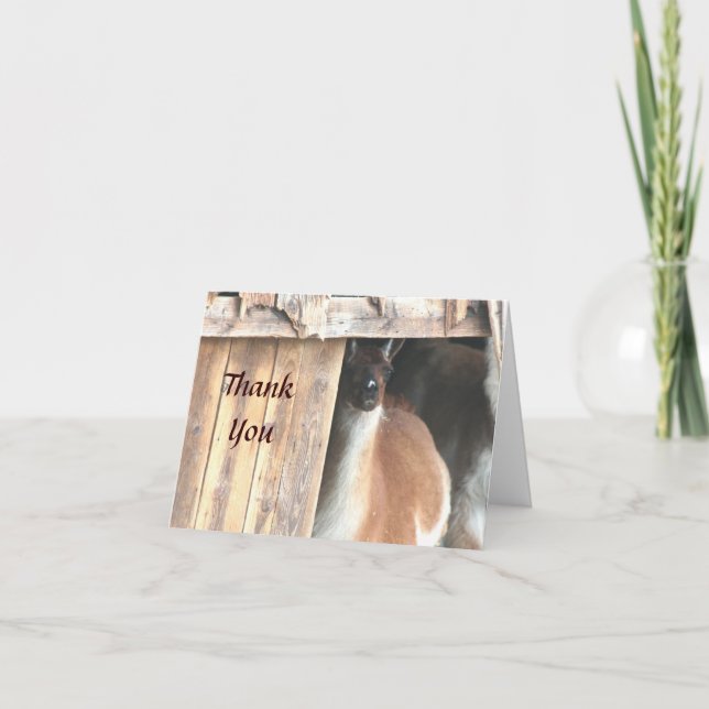 Hübsches Lama Farm Animal Danke Karte (Vorderseite)