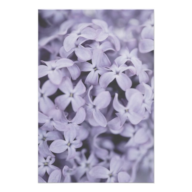 Hübsches Licht Lila Lilac-Blume Blüten Blüten Poster (Vorderseite)