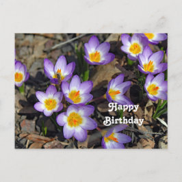 Hübsches Lila Crocus Floral Foto Geburtstag Postkarte