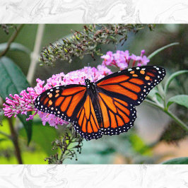 Hübsches Monarch Butterfly-Foto Postkarte